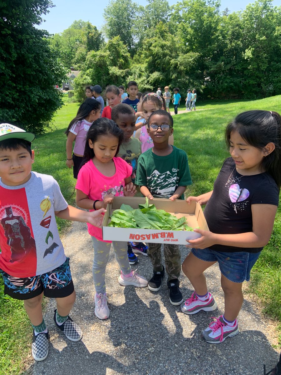 Margaret Mahoney (@brkstem) on Twitter photo And just like that Brookside has a garden to create a salad! <a href="/LuciaOrduz13/">Lucia Orduz</a> <a href="/OssiningSchools/">Ossining UFSD</a> <a href="/oec_pta/">oecpta</a> And just like that Brookside has a garden to create a salad! <a href="/LuciaOrduz13/">Lucia Orduz</a> <a href="/OssiningSchools/">Ossining UFSD</a> <a href="/oec_pta/">oecpta</a>
