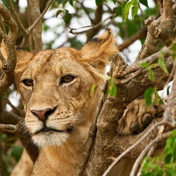 Unique tree-climbing lions! See this rare sight in person. Don't miss out - book today: queenelizabethnationalparkuganda.com/attractions/ug… #queenelizabethnationalparkwildlife #queenelizabethparkwildlife #queenelizabethnationalparksafari