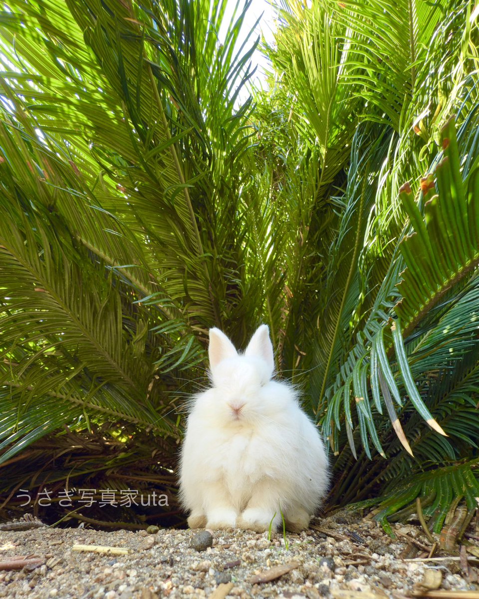 大天使みたいな仔うさぎちゃんいた🐇🪽