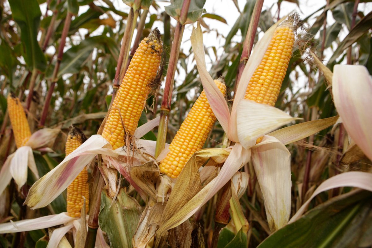 The dsm-firmenich mycotoxin survey for January-March analysed 6,000 samples from 70 countries and concluded the highest prevalence was found in China and South Asia.

Discover more!
🔗 ow.ly/esi650W3TUQ

#Mycotoxins #Survey #Southasia #China #Q1