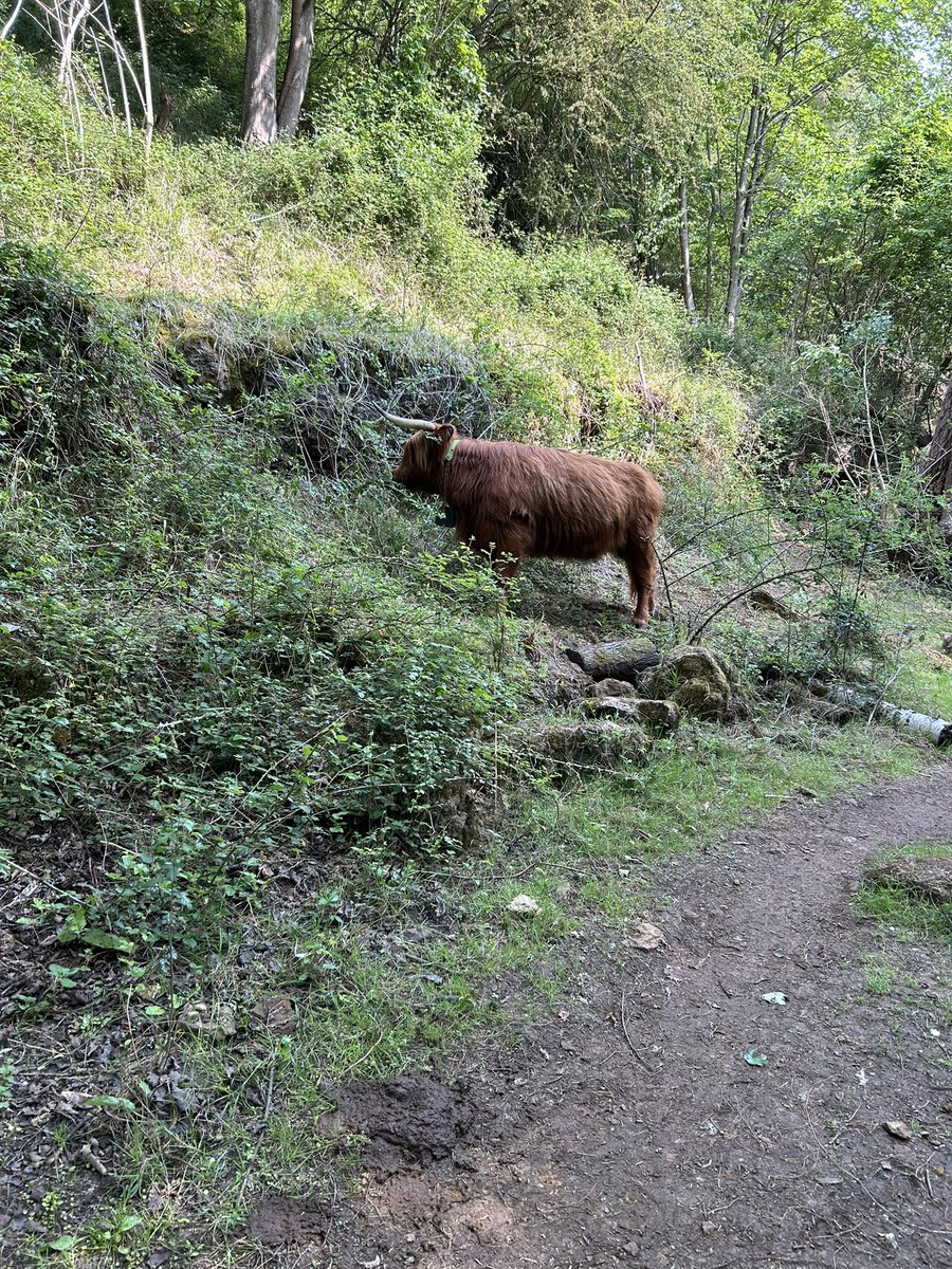 Kettering Wildlife corner tweet media