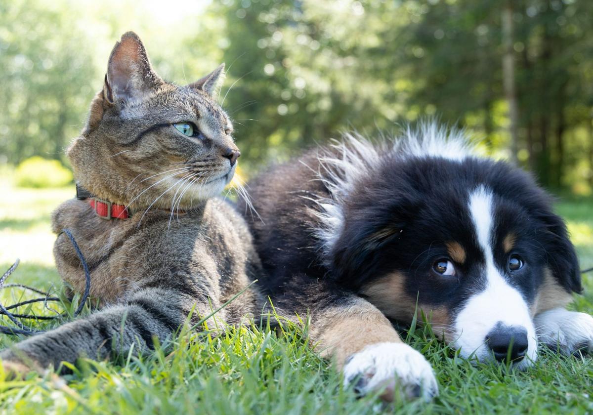 La Tarde con Mariló Maldonado (@latardemarilo) on Twitter photo ⁉️¿Crecer con mascotas protege para desarrollar alergias?
Nos responde a la pregunta del día en <a href="/portusaludcsr/">Por tu salud</a> la Dra. Berta Ruiz León, jefa de alergología del <a href="/HUReinaSofia/">Hospital Universitario Reina Sofía</a>
⬇️🎧
canalsur.es/multimedia.htm… ⁉️¿Crecer con mascotas protege para desarrollar alergias?
Nos responde a la pregunta del día en <a href="/portusaludcsr/">Por tu salud</a> la Dra. Berta Ruiz León, jefa de alergología del <a href="/HUReinaSofia/">Hospital Universitario Reina Sofía</a>
⬇️🎧
canalsur.es/multimedia.htm…