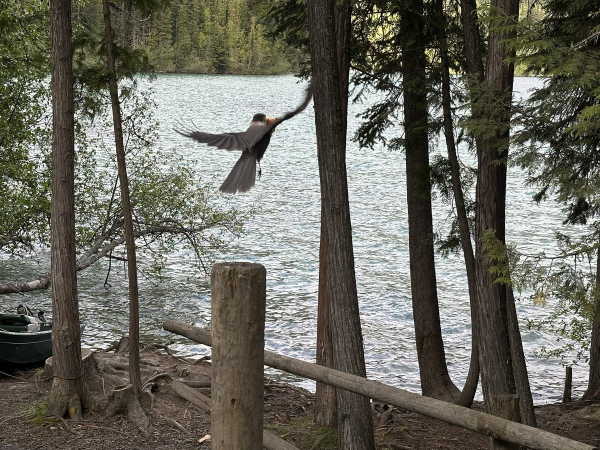 "Catch of the day! 🐦✨ Soaring above the lake. #BirdWatching #NatureLovers"