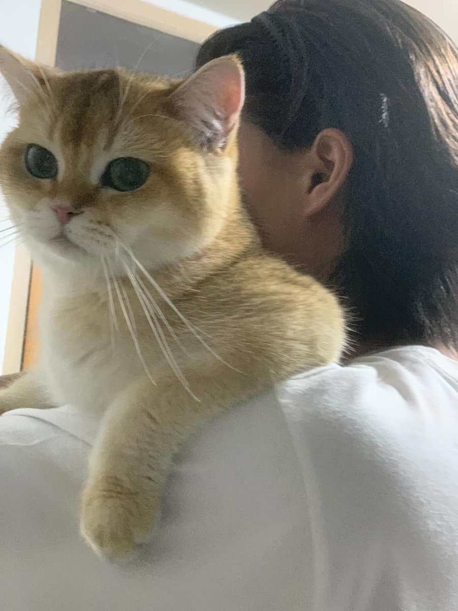 ป๊ากอดเลยนะป๊า กอดแน่นๆๆเลยนะป๊า
เต้จะเท้าแขนไว้ตรงนี้ค้าบ😺😻😂😂

#InternationalHugYourCatDay 
#วันกอดแมวสากล #VIFxBA
#GulfKanawut
#อาซาร์แมวเซา 
#ก็องเต้แมวซน