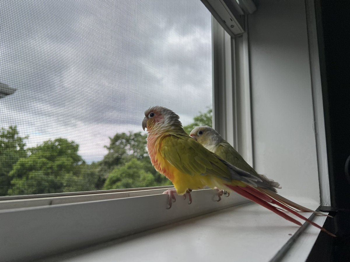 야생새랑 수다 떠는 중
치코야, 참고로 걔 까마귀야ㅋㅋㅋㅋ