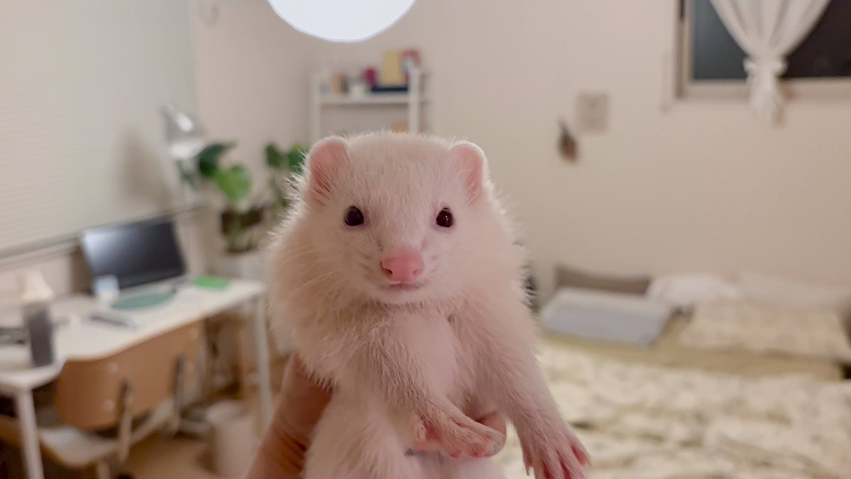 ただいま、ウユちゃん🏠