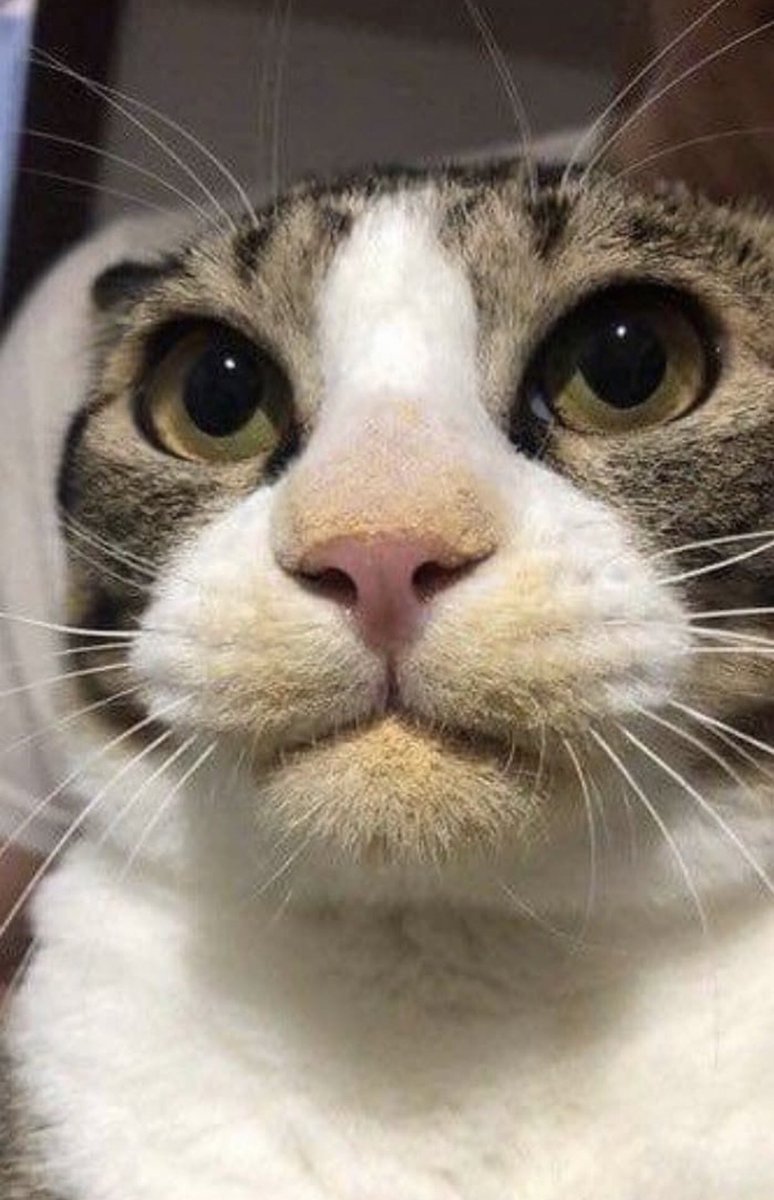 박집사 (@bat_tique) on Twitter photo 