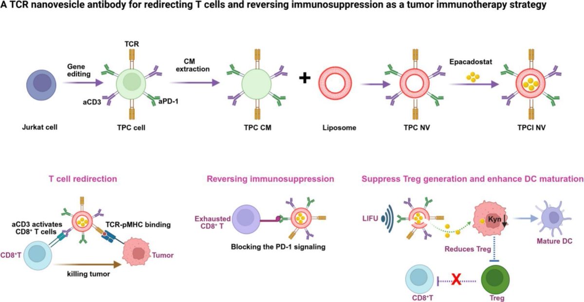 JCRnEDITORS's tweet photo. A TCR nanovesicle antibody for redirecting T cells and reversing immunosuppression as a tumor immunotherapy strategy.
| Yu Tang, Chongqing Medical Univ. |
[50 days' free access]
#TcellReceptor #antibody #immunotherapy 
https://t.co/6mOcJoNUIB https://t.co/Pl9zkHtFDX