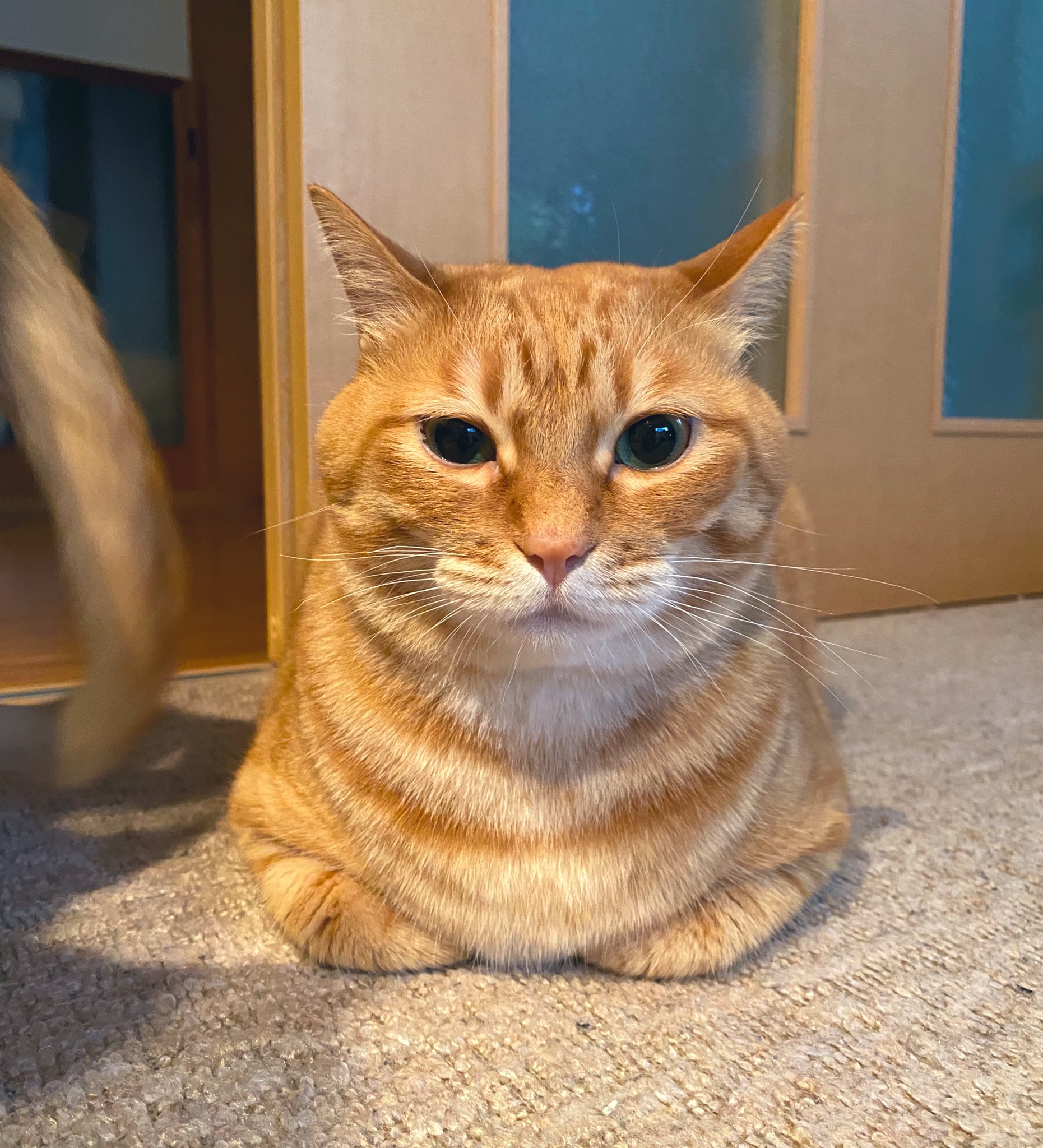 茶トラ源次郎 | 寝るねこは育つ🐯💤 . おげんちゃんの寝顔は癒し