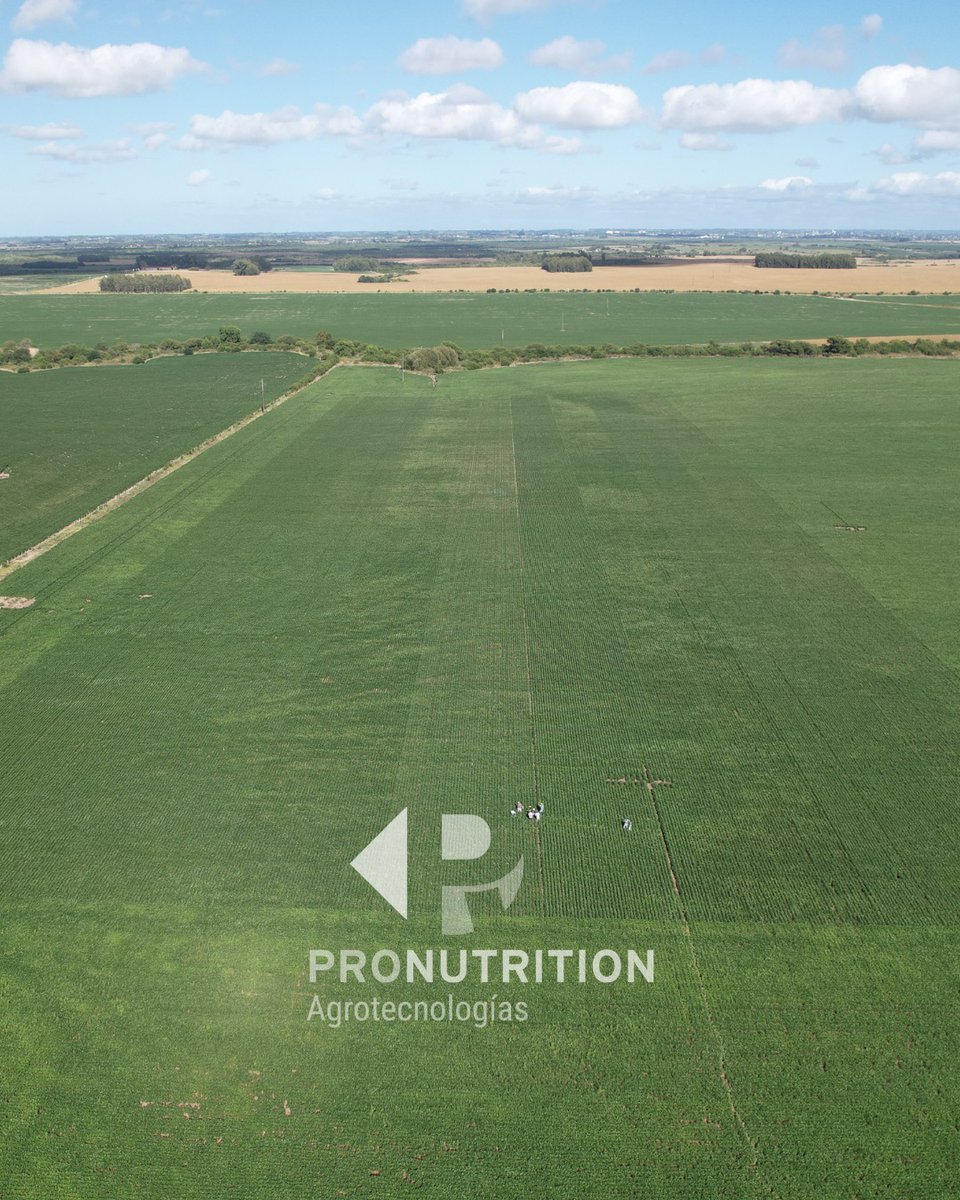 ProNutrition Agro tweet media
