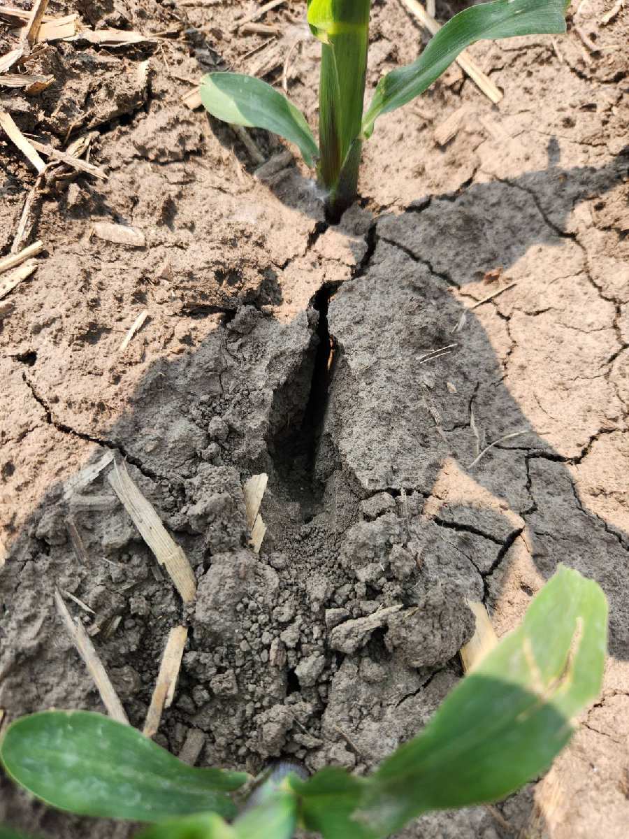 Pioneer Troy tweet media