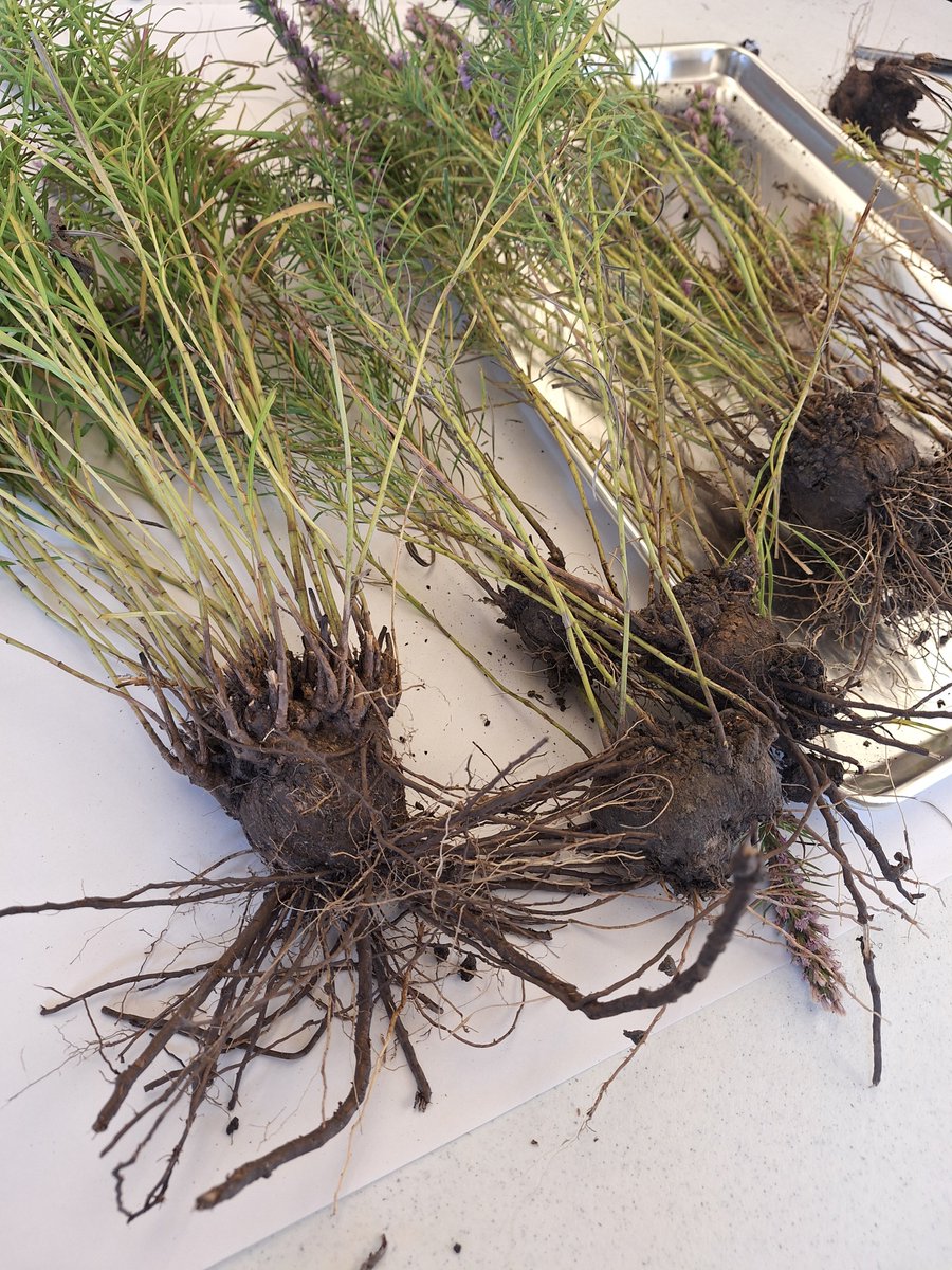 ExFuMo1's tweet image. We are very grateful to @Akademie_ved_CR for supporting our beloved "Go Belowground!" course on plant functional morphology.
Your support means a lot to us! 🌱
Let’s Go Belowground to explore plant strategies!
📅 14–20 SEP, Czech Republic
#ExFuMo #GoBelowground #happy #clonality