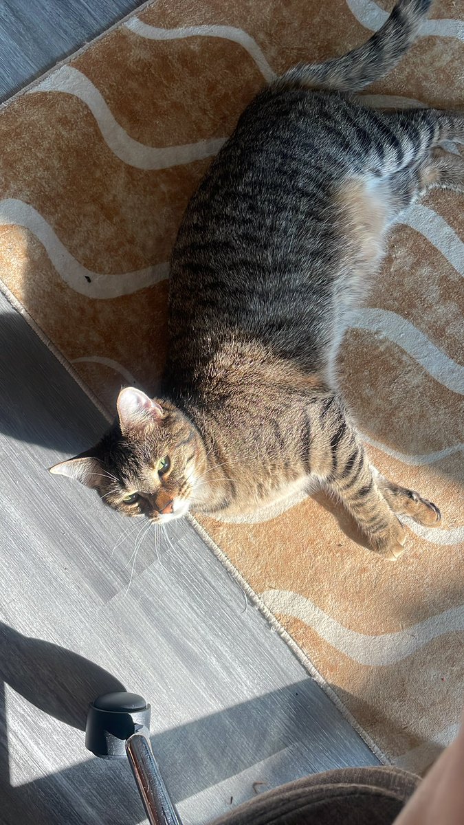 Community_CFD's tweet image. Who owns meow.com 

Apparently it&apos;s a popular term 

Source cited below