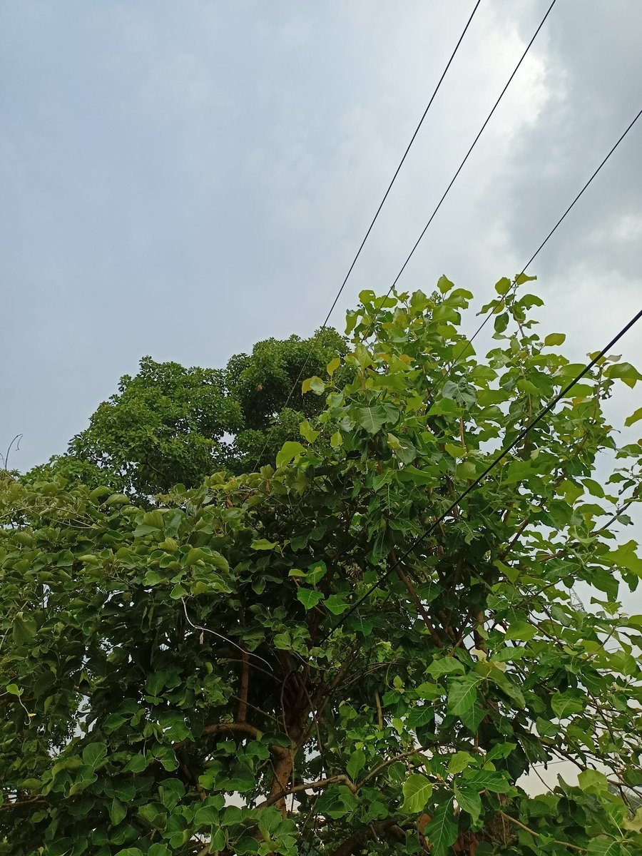 Respected Sir, khairput Block, Malkangiri district,Uparput ଖେଳ ପଡ଼ିଆ ଜମିର ପାଖରେ ବିଦ୍ୟୁତ୍ ତାର ସଂସ୍ପର୍ଶରେ ଗଛ ଲାଗିଛି। ଏହାର ଟିକେ ଗଛ କାଟି ମରାମତି କରାଯାଉ <a href="/TPSouthOdisha/">TP Southern Odisha Distribution Ltd</a> <a href="/BDO_Khairput/">BDO_khairaput</a> <a href="/TataPower/">TataPower</a> <a href="/dm_malkangiri/">Collector & DM, Malkangiri</a> <a href="/KVSinghDeo1/">Kanak Vardhan Singh Deo (Modiji Ka Parivar)</a>