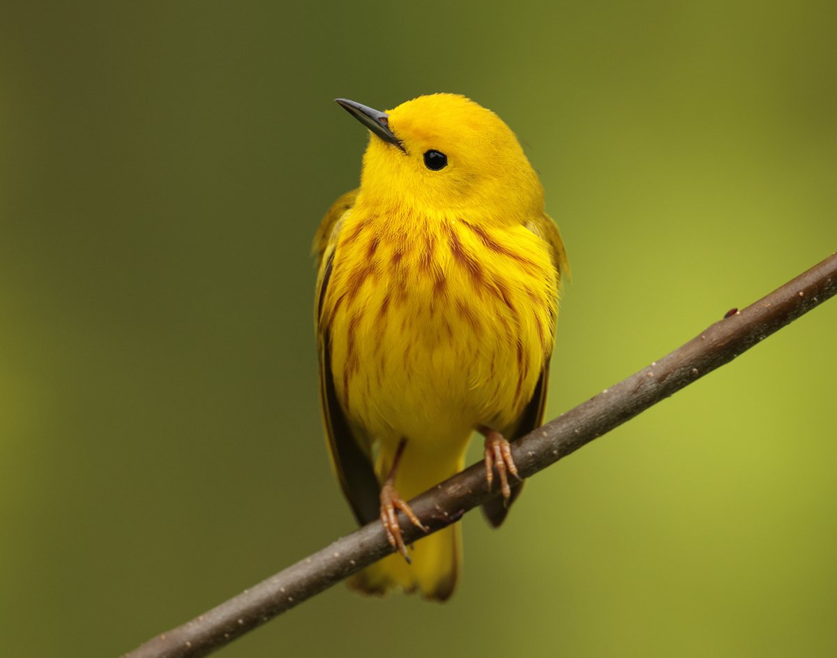 Yellow Warbler, Ontario, Canada. May 2025. One of the commonest warblers but one of the most attractive. Stunning birds.