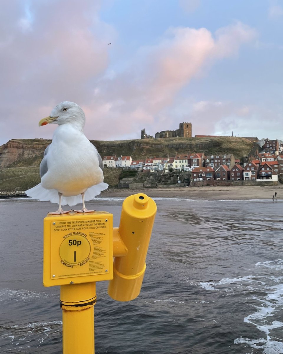 Just your average Whitby tour guide 📸

Congratulations to this month's #snappybeaks winner, Carly Norton!🎉

Don't forget to enter to win a 12.75kg bag of bird food just for sharing your photo! Use #SnappyBeaks to enter, or send your photos to snappybeaks@happybeaks.co.uk.