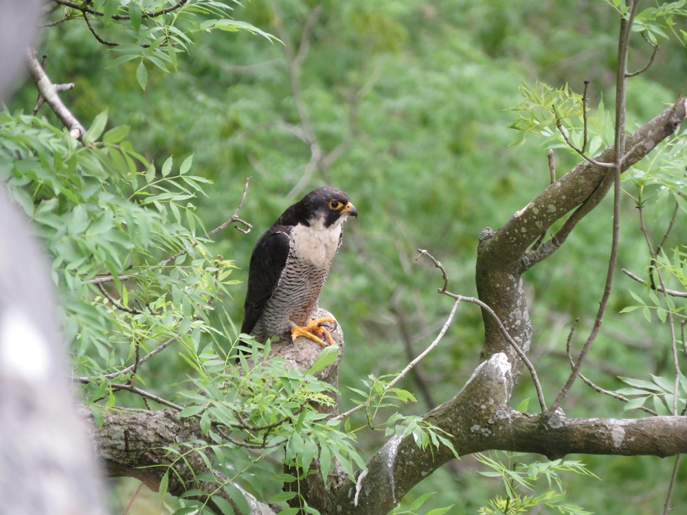 We're sorry to say that the #Malham Peregrine Viewpoint will be closed this Saturday, 7 June, due to poor weather. Sorry to disappoint ☔

Other dates and info are on our website 👇

yorkshiredales.org.uk/be-inspired/wh…