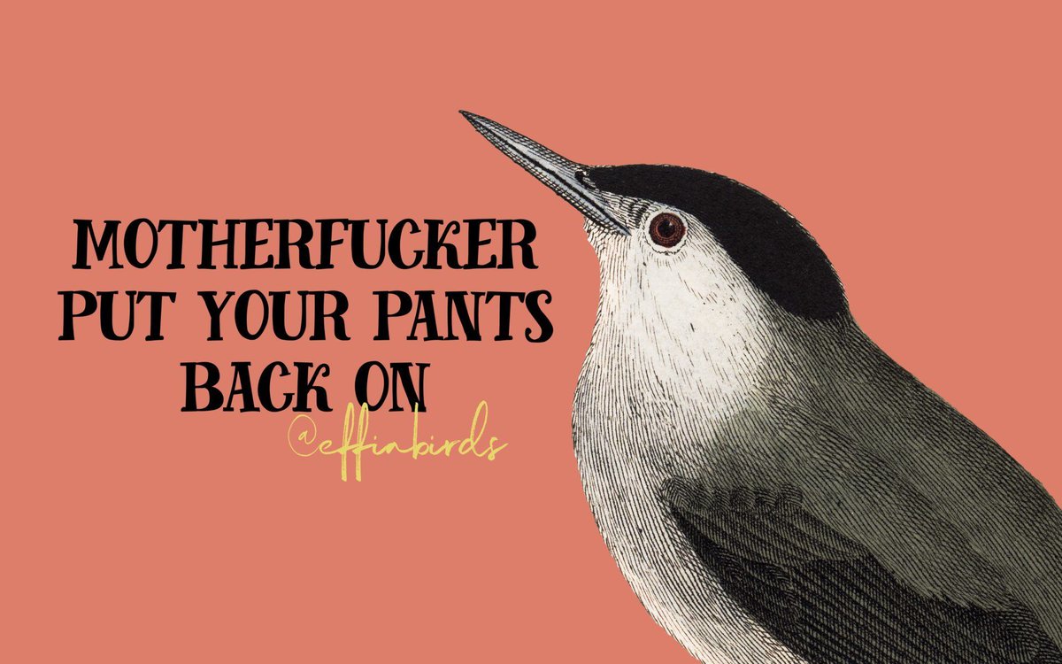Effin' Birds (@effinbirds) on Twitter photo 