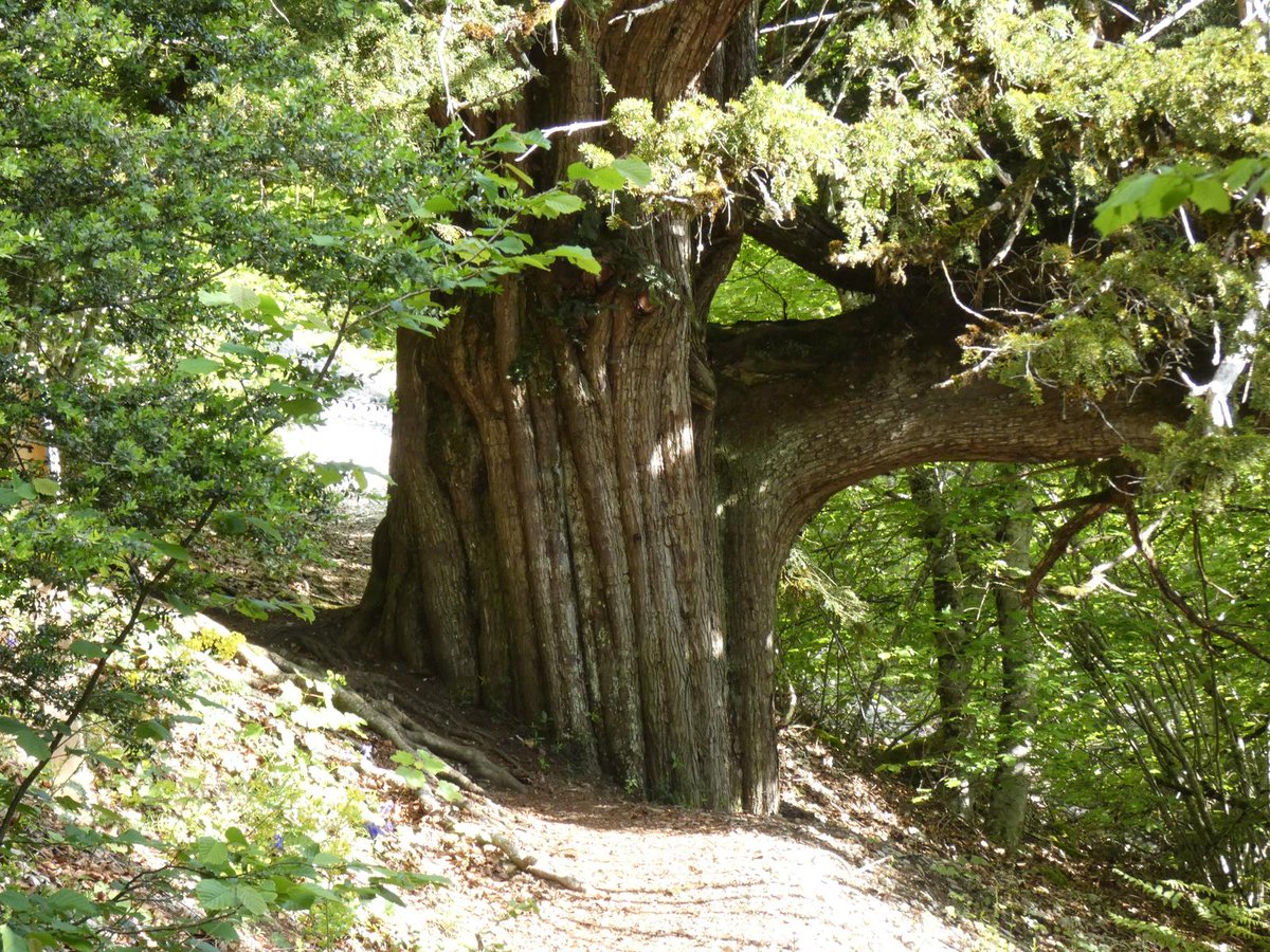PalomarJulian's tweet image. Rutas por #Álava #Antoñana- #Korres- Soila (994 m.). Ida por senda del Agin y el collado de Avellanado/Vuelta por barranco de Korres. Tejo y Tilo. @TurismoAlava
es.wikiloc.com/rutas-senderis…