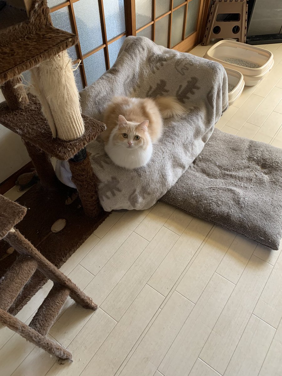 setaria5cat's tweet photo. #にゃんプロ 応募です2 https://t.co/p5IDd7oNoG