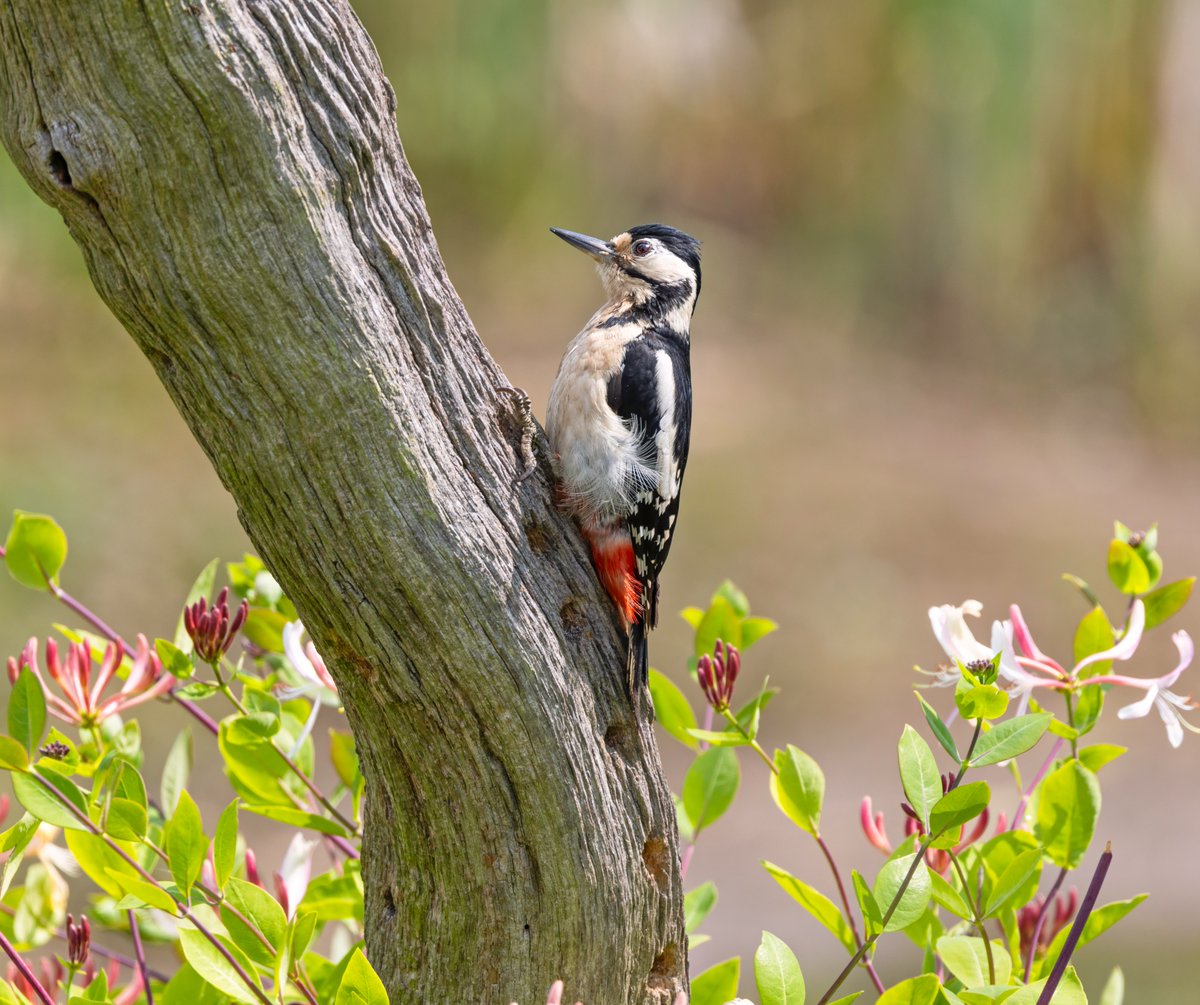 Jay &amp; Great Spotted Woodpecker at Cowthorpe near Wetherby this morning <a href="/nybirdnews/">NorthYorksBirdNews</a> <a href="/HDNSFarnham/">HDNS</a>