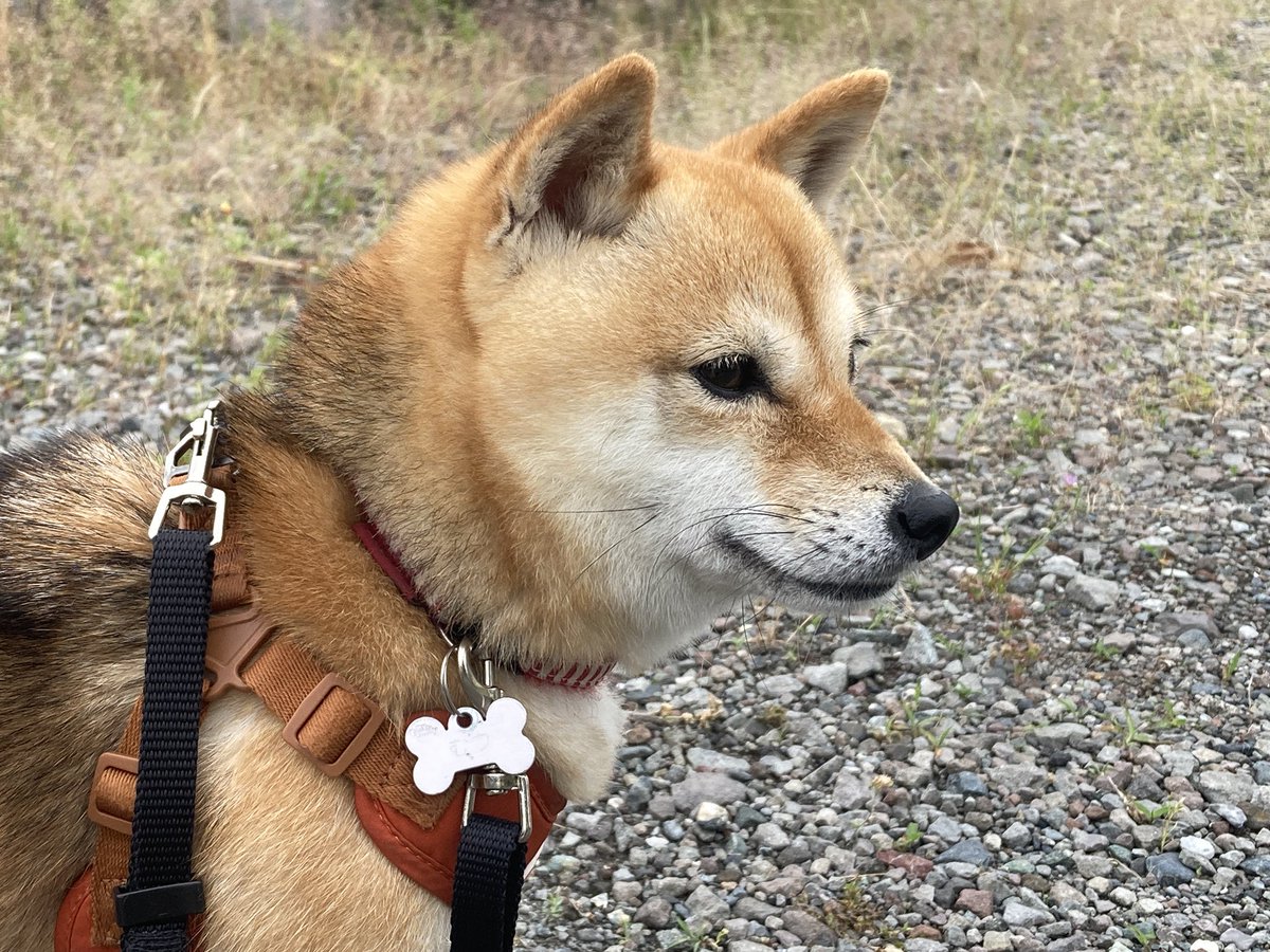 豆柴Rページ 豆柴むつ (@Nu345Y20180) / Posts / X