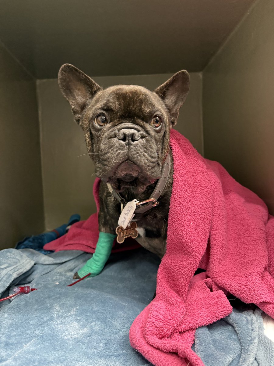 Sometimes, the hardest thing is to accept what we cannot control. Yet, in my hope, I cling to the possibility of more moments, more time, and the silent promise that love endures even in the face of certainty. I hold onto the hope that he still has a little more to give ❤️