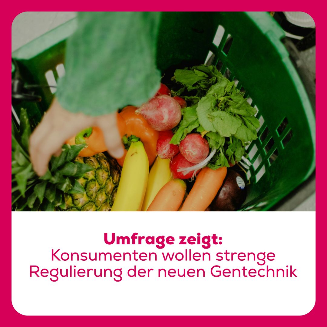 SAG (@sag_gentechfrei) on Twitter photo Laut  einer neuen Sotomo-Umfrage, die der Verein für gentechnikfreie  Lebensmittel in Auftrag gegeben hatte, bleibt die Schweizer Bevölkerung  kritisch gegenüber neuer Gentechnik.
Über 90% wollen: strenge Risikoprüfung und Kennzeichnungspflicht für Produkte mit neuer Gentechnik. Laut  einer neuen Sotomo-Umfrage, die der Verein für gentechnikfreie  Lebensmittel in Auftrag gegeben hatte, bleibt die Schweizer Bevölkerung  kritisch gegenüber neuer Gentechnik.
Über 90% wollen: strenge Risikoprüfung und Kennzeichnungspflicht für Produkte mit neuer Gentechnik.