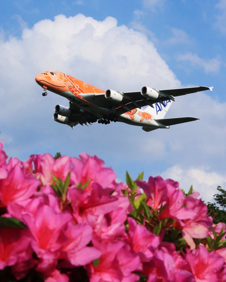 Spotted: FLYING HONU on approach🌺✈️

Beautifully captured by IG user honu380ana, featuring stunning landscapes of summer🧡

#AllNipponAirways #FlyANA