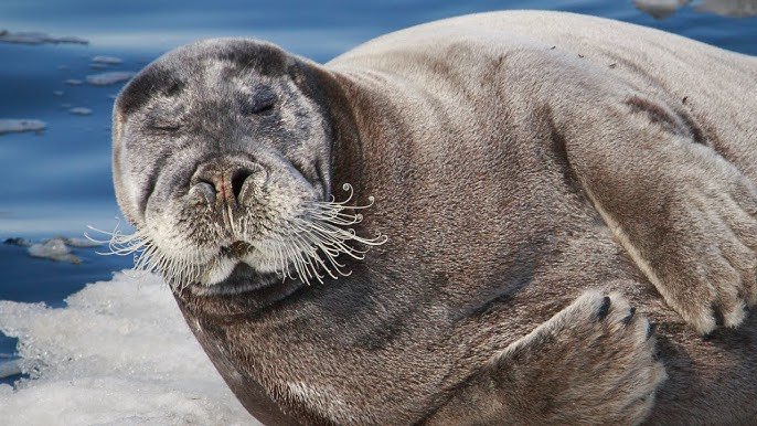 Old wise seal..