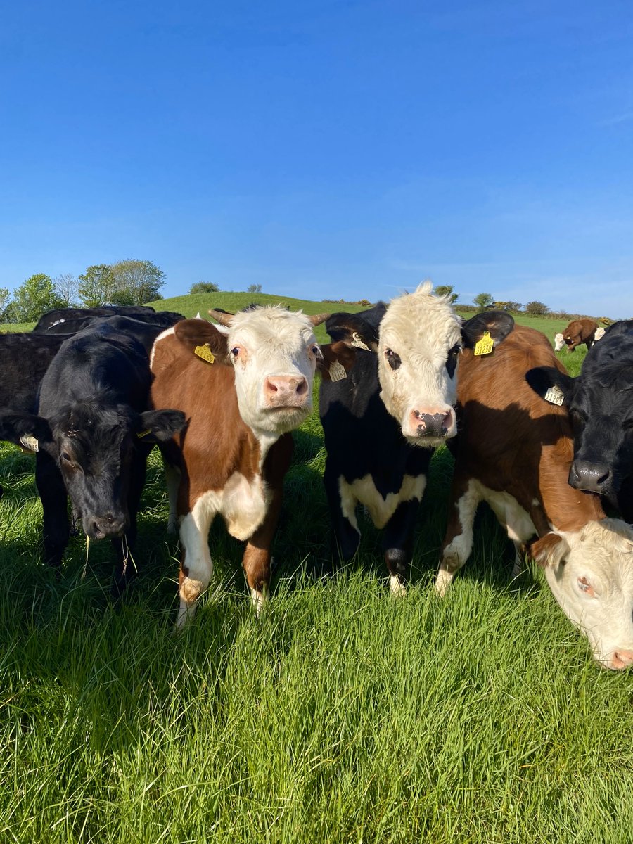 Here's a little something to brighten your day...

Just some of our friendly neighbours popping by to say hi👋

#GlenilenFarm #Community #WestCork #GutFriendlyCultures #YoghurtGoodness