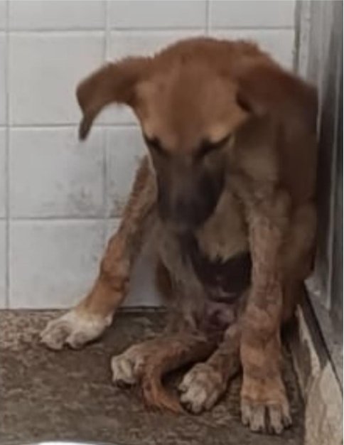 🔴 Cuarto caso de rabia animal en Melilla en lo que llevamos de año. Se trata de un perro mestizo cachorro de unos cinco meses de edad, que entró a la ciudad por la frontera de Beni Enzar el pasado 30 de mayo.