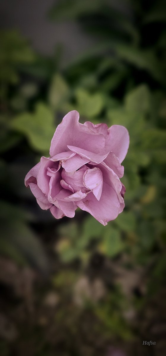 Sometimes, the best way to convince someone he is wrong is to let him have his way....