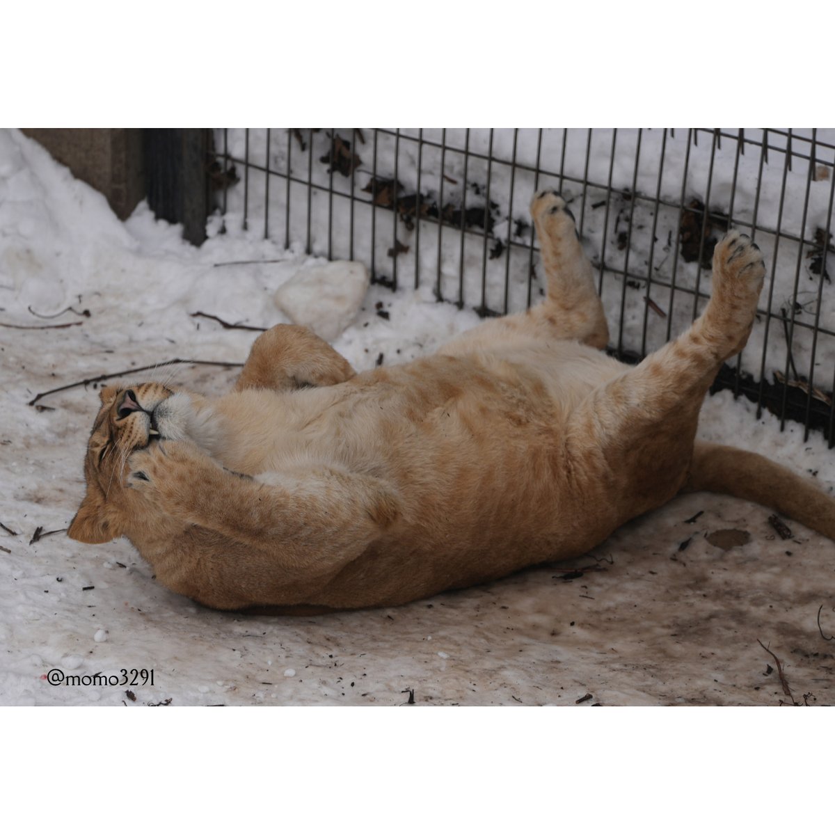 しげぞうライオン KISARAGI（如月） (@w45852) / Posts / X