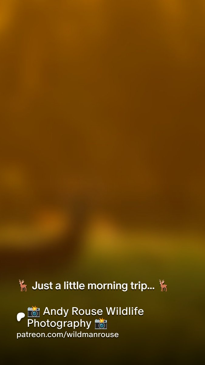 Latest Patreon post on my deer stalking exploits with lots of fieldcraft hints and tips. DM me for special one month gift memberships so you can see all our great exclusive content! patreon.com/posts/just-lit…