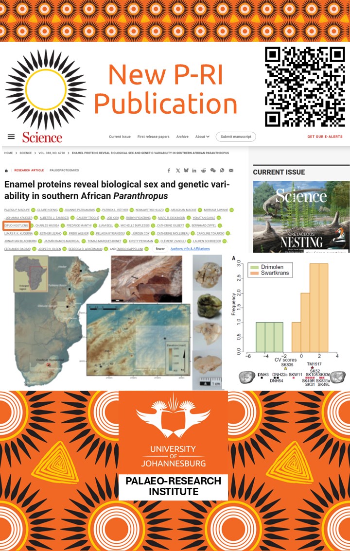 UJ Palaeo-Research Institute (@ujpalaeo) on Twitter photo Please join us in giving a mammoth-sized congratulations to Dr. Dipuo Kgotleng for co-authoring a new paper in Science:
"Enamel proteins reveal biological sex and genetic variability in southern African Paranthropus"
<a href="/go2uj/">University of Johannesburg</a>
<a href="/UjHumanities/">UJ Faculty of Humanities</a> Please join us in giving a mammoth-sized congratulations to Dr. Dipuo Kgotleng for co-authoring a new paper in Science:
"Enamel proteins reveal biological sex and genetic variability in southern African Paranthropus"
<a href="/go2uj/">University of Johannesburg</a>
<a href="/UjHumanities/">UJ Faculty of Humanities</a>