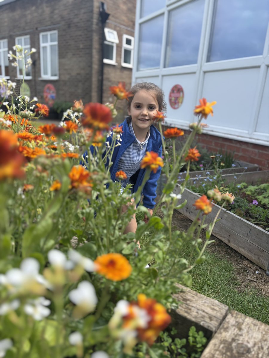 Our Year 2 children were led by our gardener to harvest the peas they had previously planted…a great way to #NourishToFlourish 🫛 🌺 🐝 
<a href="/LiftSchools/">Lift Schools</a> <a href="/BirminghamEdu/">Birmingham Education</a> <a href="/LLF_DHT/">Mr. White DHT </a>
