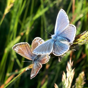 Biodiversity Ireland (@biodatacentre) on Twitter photo May was another fantastic month of biological recording with 21,000+ records submitted through Ireland's Citizen Science Portal. 
While Fox was the most recorded species, butterflies made up half of the top 10 most recorded most recorded species for the month. May was another fantastic month of biological recording with 21,000+ records submitted through Ireland's Citizen Science Portal. 
While Fox was the most recorded species, butterflies made up half of the top 10 most recorded most recorded species for the month.