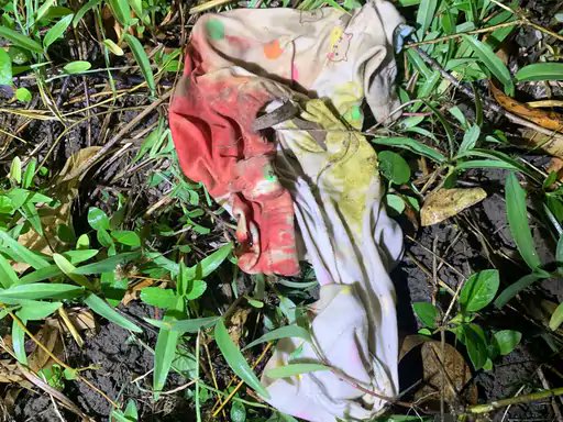 Stray dog takes away 1-year-old girl in Surat; search underway