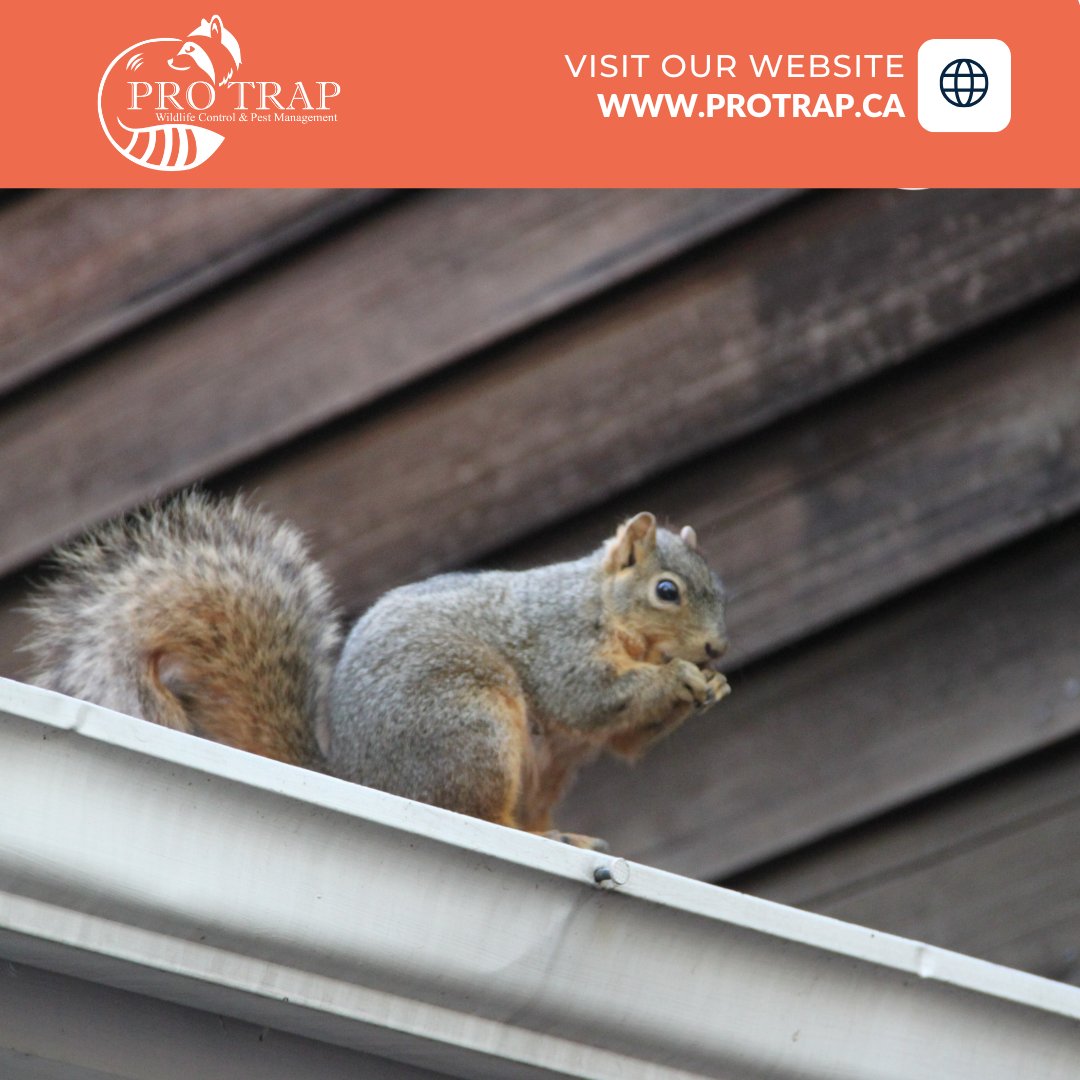 Guess what? Squirrels aren’t just after nuts—they also chew on electrical wiring and insulation, and that can be a serious headache! 🐿️🤦‍♂️

Protect your home and the wildlife. Contact us to schedule your inspection today!

📞 (226) 350-7378
🌐 protrap.ca/squirrel-remov…