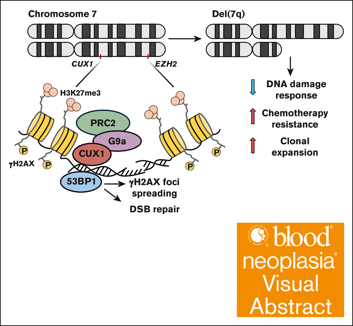 Bloodneoplasia's tweet image. Combined loss of the 7q genes CUX1 and EZH2 impairs the DNA damage response, driving hematopoietic clonal expansion and drug resistance. ow.ly/jzn250VVSC3 #myeloidneoplasia