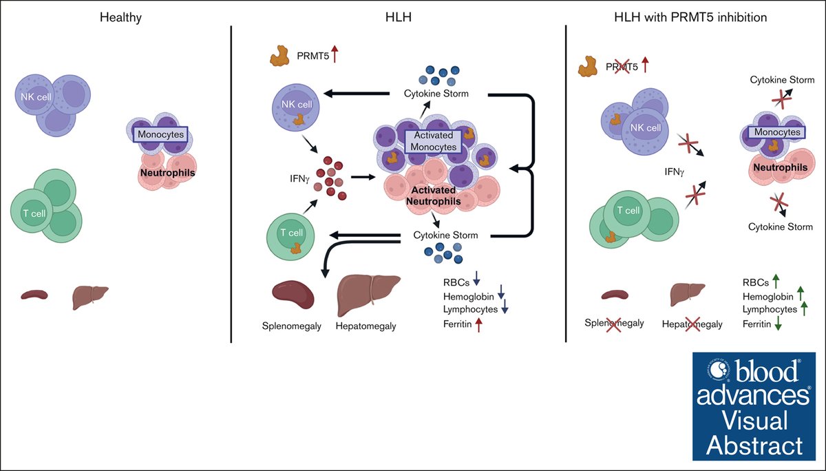 PRMT5 inhibition reduces clinical signs of HLH, including physical traits, cellular populations, and inflammatory cytokines in this model. ow.ly/orWJ50W0xfG #immunobiologyandimmunotherapy #phagocytesgranulocytesandmyelopoiesis