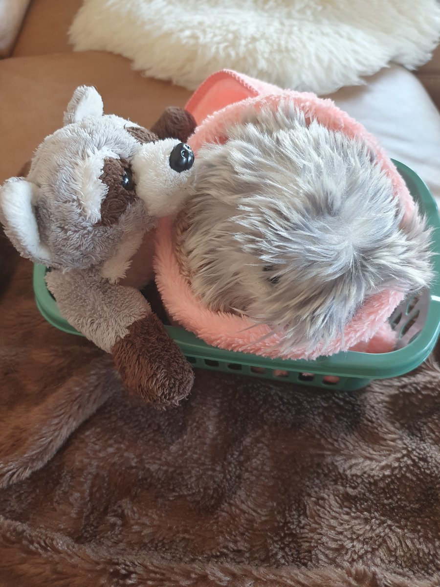 Senki_artpage's tweet photo. I realized i never introduced you to my son
This is Jeffrey
He is very squinky don't mind him
(Also don't mind the klingklang and boothill hat. I like silly boys.)
#casio #MOFLIN #pet #therapyrobot #son #thisismyson #idontcareaboutbiologyheismyson https://t.co/TlNsBDDL91