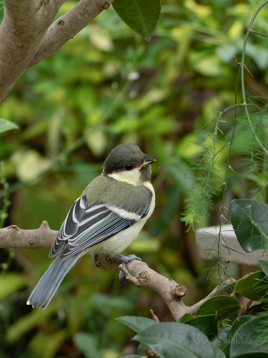 ちびつぴ♡
#シジュウカラ #野鳥 #野鳥撮影