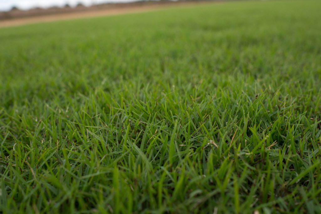 Mark Johnson on the Relationship of Bermudagrass Yield to Nitrogen Fertilization dlvr.it/TL95MM