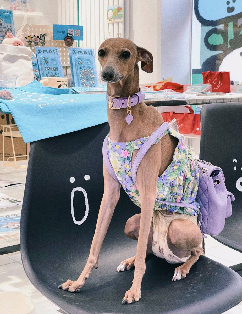 PostsOfDogs_'s tweet image. go to school