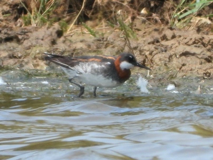 Nick Bond (@nickybond007) on Twitter photo The Cuckmere Red-necked Phalarope showed well eventually good scope views were had, bird still showing when I left at 13.45 <a href="/BirdGuides/">BirdGuides</a> <a href="/SussexBirding/">Sussex Birding</a> <a href="/ukbirds/">UK Birds</a> <a href="/SussexOrnitholo/">Sussex Ornithology</a> The Cuckmere Red-necked Phalarope showed well eventually good scope views were had, bird still showing when I left at 13.45 <a href="/BirdGuides/">BirdGuides</a> <a href="/SussexBirding/">Sussex Birding</a> <a href="/ukbirds/">UK Birds</a> <a href="/SussexOrnitholo/">Sussex Ornithology</a>