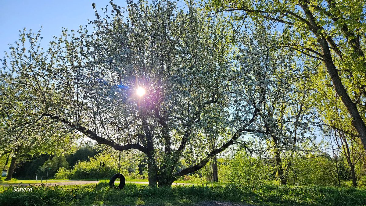 Somewhere between the swing and the sunshine is where you'll find your carefree era. 

📸 @sanera_nr
📍Ottawa Valley 

#ComeWander #OntariosHighlands #OttawaValley #RenfrewCounty #Swing #Sunshine #CarefreeEra