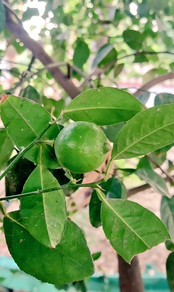 ये कौन सा फल है ?🤔
सही जवाब दो और गिफ्ट लो 😅😅