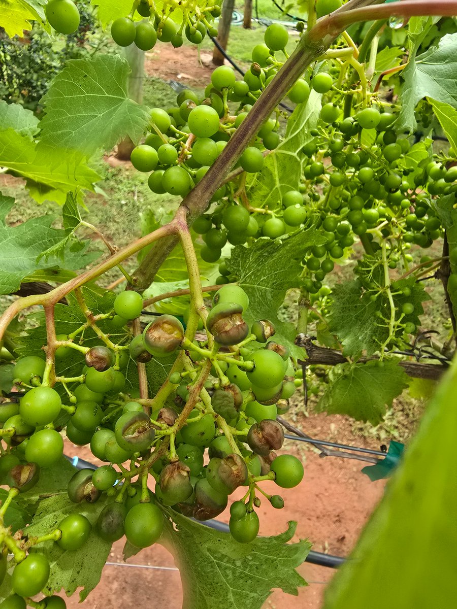 JibrinLab's tweet image. An update on berry splitting in grape clusters observed in some vineyards recently.
extension.okstate.edu/e-pest-alerts/…